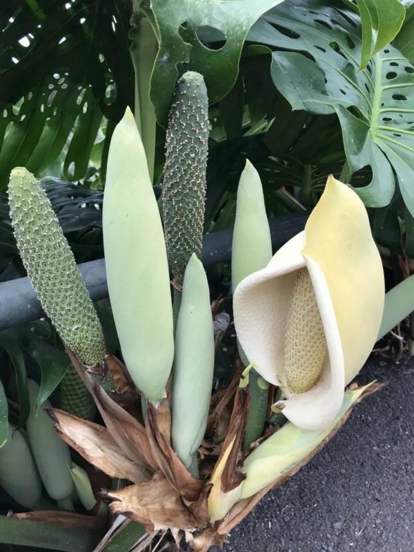 終於知道龜背竹為啥也叫“蓬萊蕉”，原來它的果實能媲美香蕉