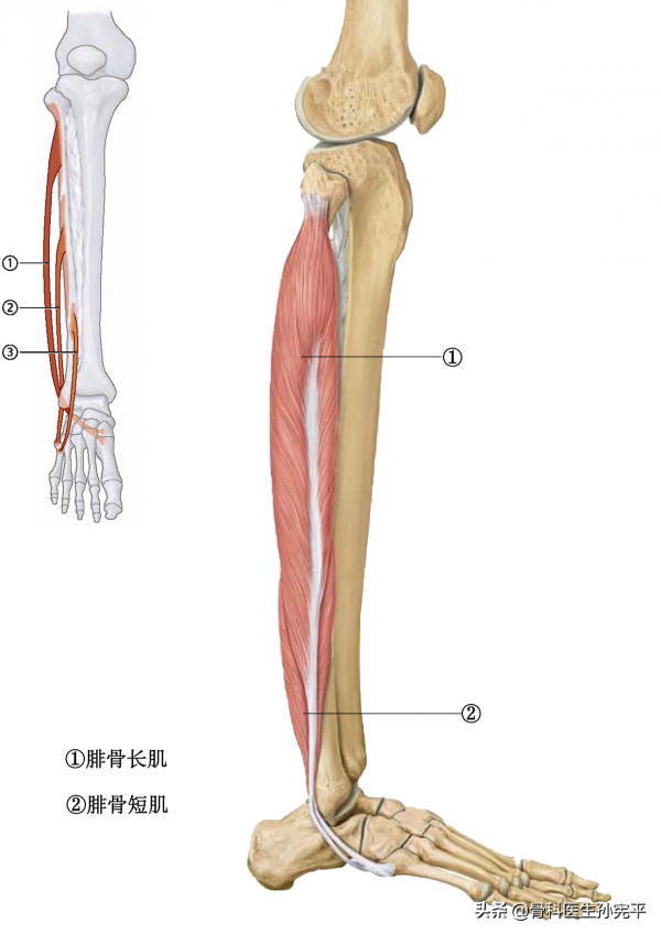 解剖圖譜｜最全面的下肢肌肉解剖圖譜