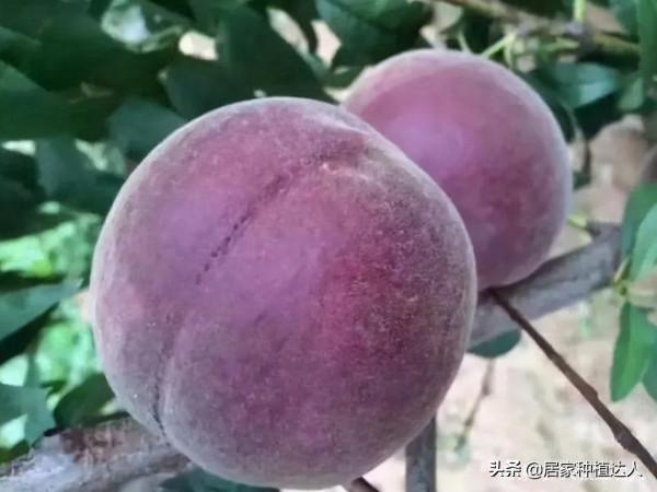 這種果樹，適合種在自家庭院裡，耐寒耐旱易養活，產量還很高