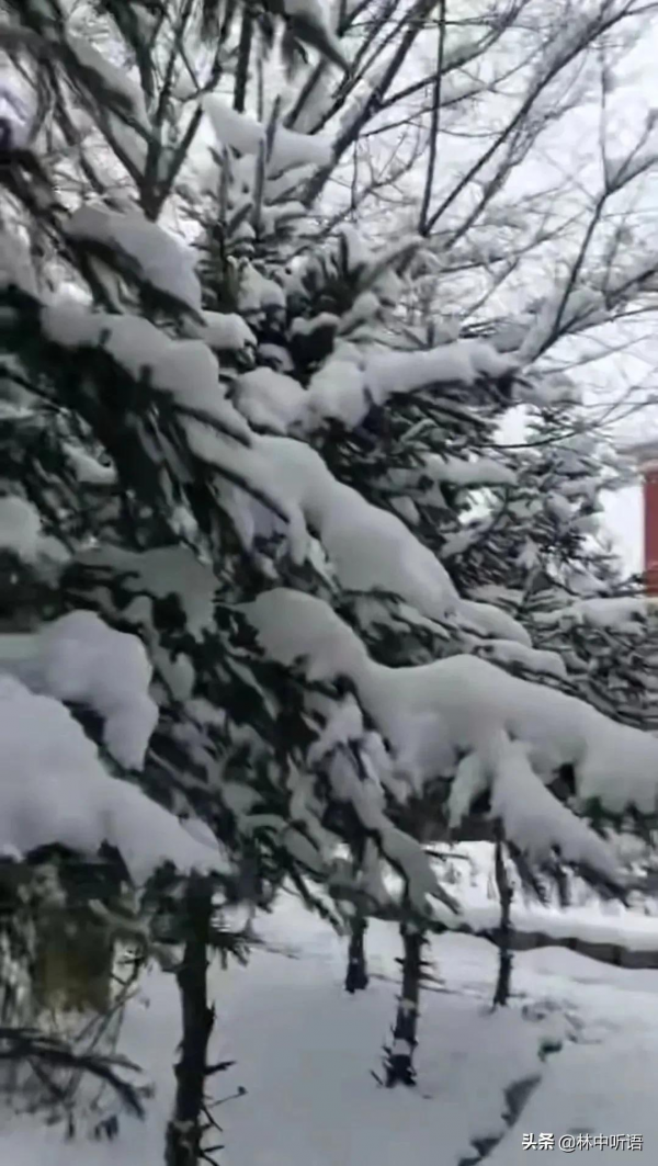 半日酸菜豬肉燉粉條!暴雪即將封山,山東女婿難捨的東北情結 半日酸菜豬肉燉粉條!暴雪即將封山,山東女婿難捨的東北情結