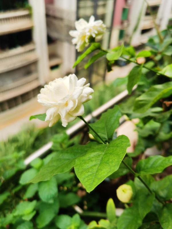 屋子裡養盆“香香花”，鄰居卻說不吉利，還讓我趕緊扔掉