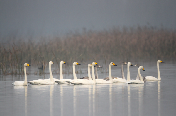 懷柔水庫的遷徙候鳥今天到了!數量達6000只左右 懷柔水庫的遷徙候鳥今天到了!數量達6000只左右