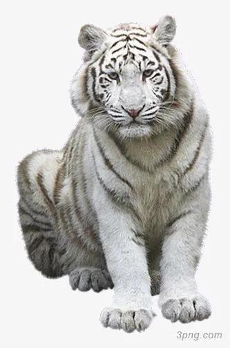 白虎，別樣的美