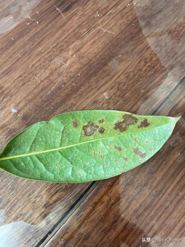 桂花黃葉什麼病？怎麼治？