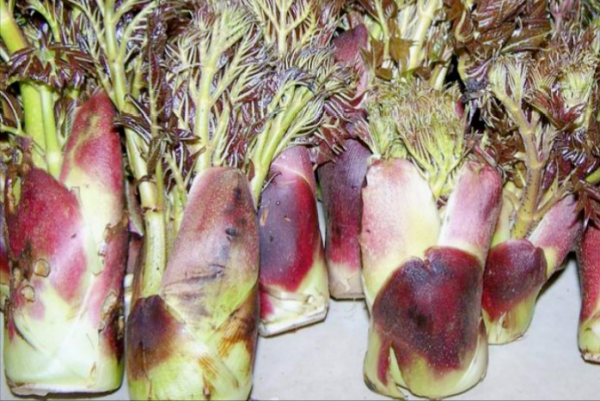 不同季節的樹上蔬菜，空閒時間採回來，換口味又安全