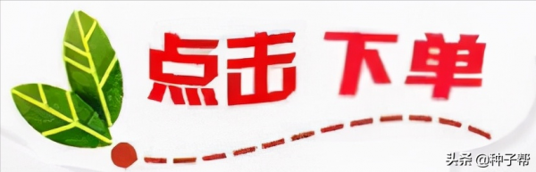 蘇丹草，草質柔軟，牛羊魚更加愛吃，畝產8000kg，既抗旱又耐澇