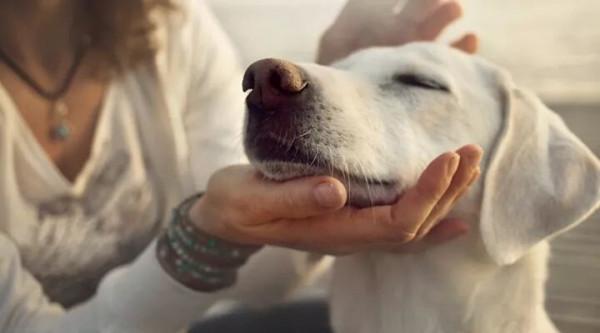 這幾種中大型犬，服從性超高，養了不後悔