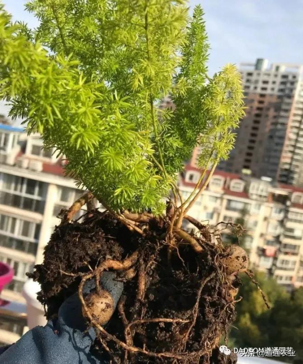 “網紅草”狐尾天門冬,葉子是條大尾巴,讓陽臺和庭院變得有趣 “網紅草”狐尾天門冬,葉子是條大尾巴,讓陽臺和庭院變得有趣