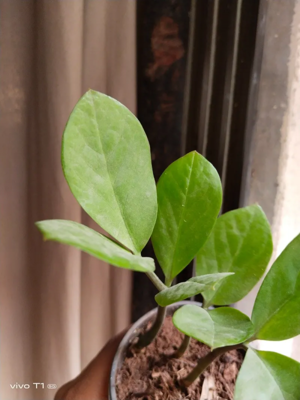 vivo T1 5G將登陸印度：驍龍695&plus;6&period;58吋LCD屏&plus;5000mAh電池