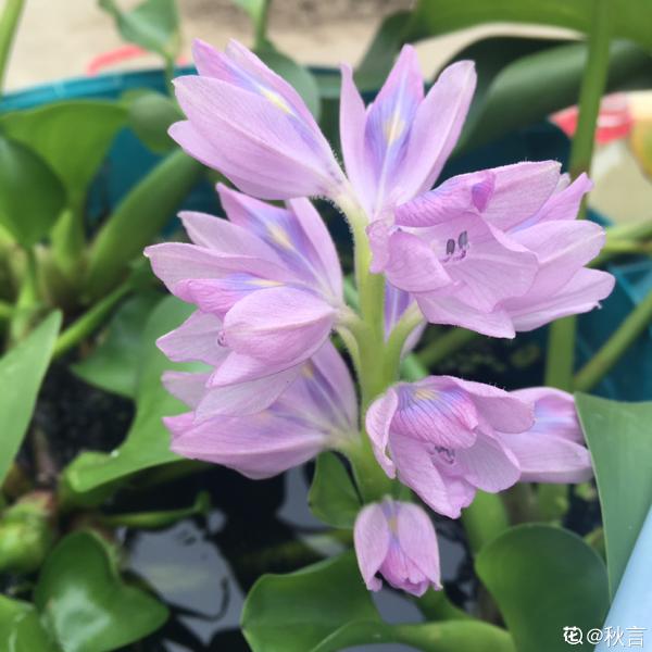 蓮花配仲夏,這3種“蓮”養好了,盆內開滿花 蓮花配仲夏,這3種“蓮”養好了,盆內開滿花