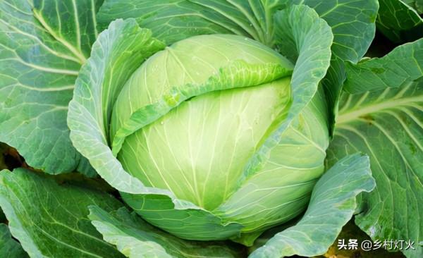 捲心菜口感爽脆甘甜,許多人都非常喜歡,但捲心菜有農藥殘留嗎? 捲心菜口感爽脆甘甜,許多人都非常喜歡,但捲心菜有農藥殘留嗎?