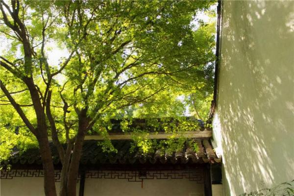 家有院子，種上這2種樹，開花芳香、葉片長青，還極好養