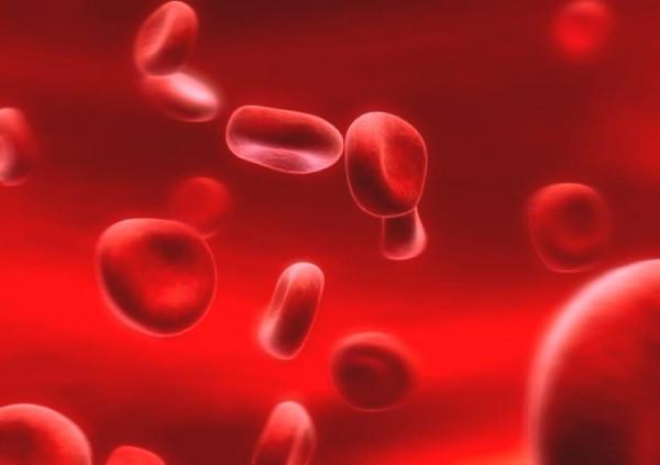 鱟:活了4億年,藍色血液比黃金還貴!被人綁著抽血還吃到瀕危? 鱟:活了4億年,藍色血液比黃金還貴!被人綁著抽血還吃到瀕危?