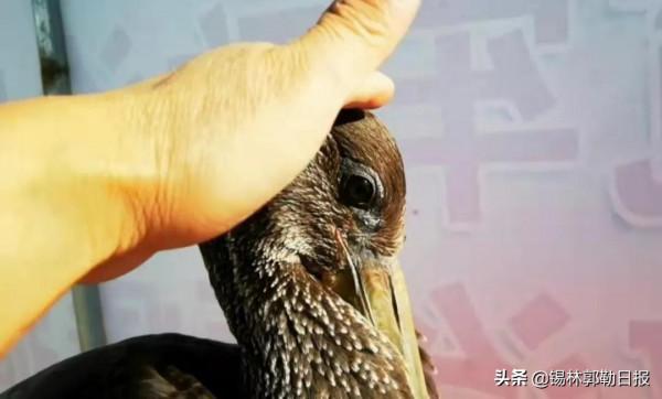 錫盟民警救治一隻“鳥類大熊貓”，全世界僅存2000多隻