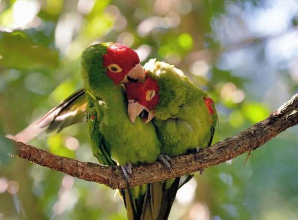 62對愛情鳥大比拼欣賞