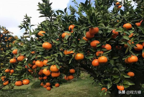 柑橘種植技術｜柑橘一年需要施幾次肥，如何施肥？