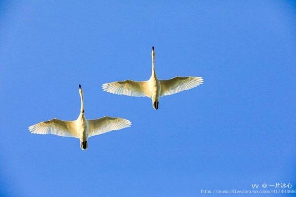 平陸：瑟瑟蒹葭伴雪花 久別嬌客回到家