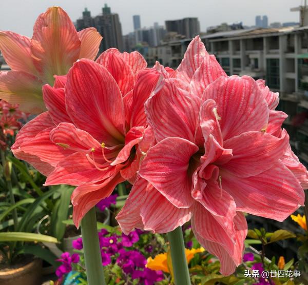 入秋養朱頂紅，5點到位再用個小技巧，開花還是要群朱，你說了算