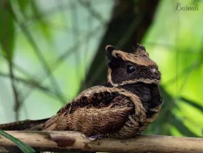 現實中的無牙仔