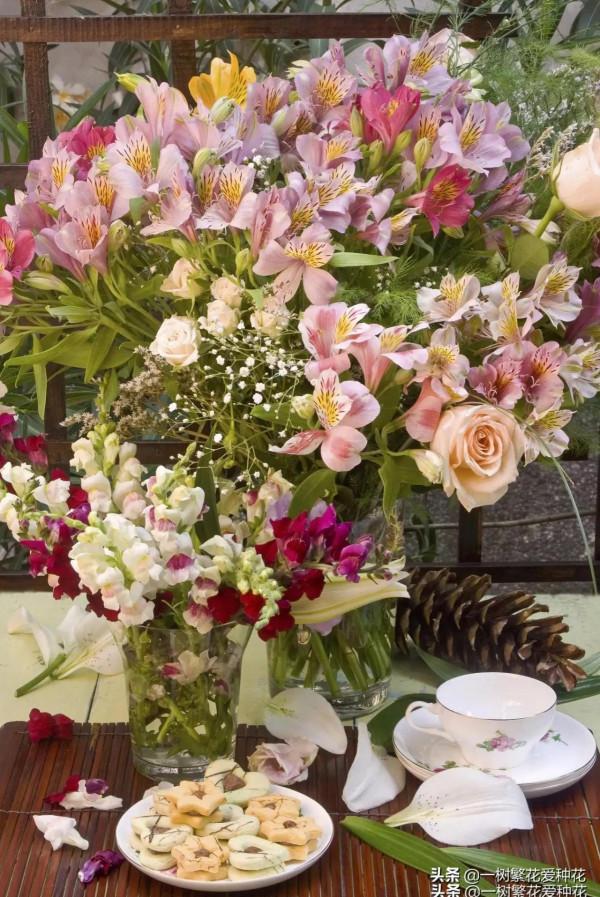 一年四季種啥花，推薦這56種花，詳細特點，讓你買到更適合自己的