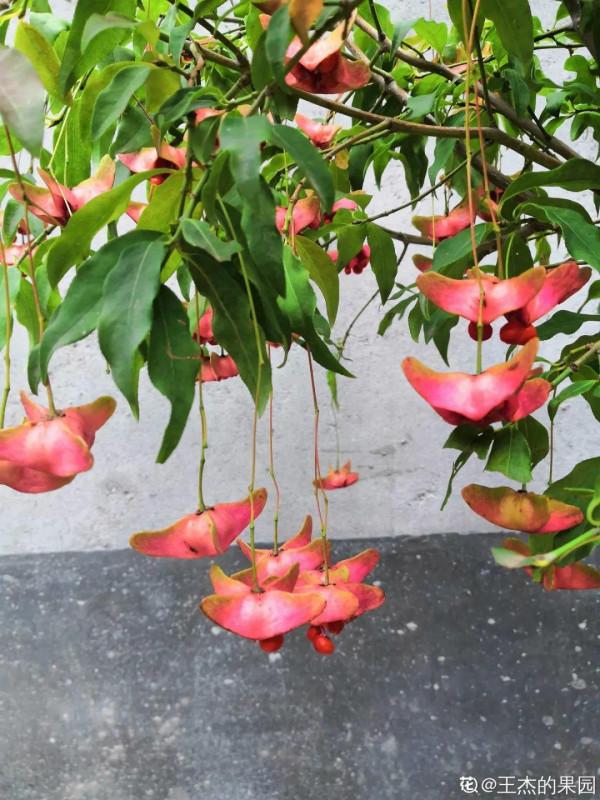 1種花俗稱“搖錢樹”,滿盆長滿小元寶,大吉大利,好看吉祥 1種花俗稱“搖錢樹”,滿盆長滿小元寶,大吉大利,好看吉祥