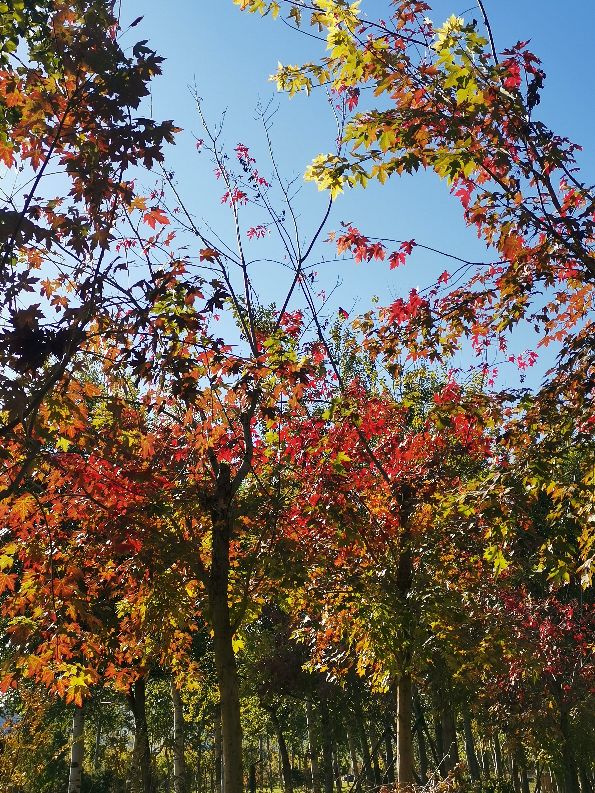 北京的秋天，永引渠邊紅葉爆發