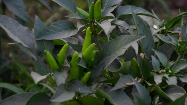 種植茄子,注意2個問題,死秧少,產量高,農戶快來看看吧 種植茄子,注意2個問題,死秧少,產量高,農戶快來看看吧