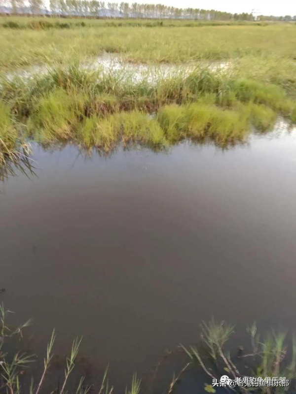 小水渠釣板鯽，瘋狂連竿