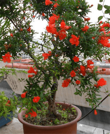 8種“吉祥花”,客廳養一盆,高貴又大氣,養人又“旺家” 8種“吉祥花”,客廳養一盆,高貴又大氣,養人又“旺家”