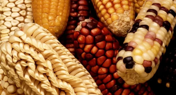 全球轉基因大豆佔比達到 82%，每年吃下數億斤的中國人怎麼樣了