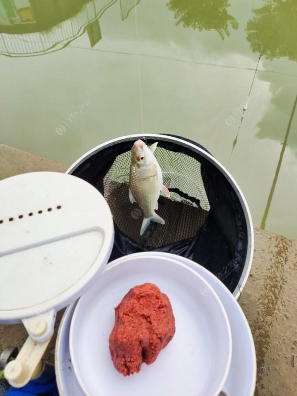 夜釣被銀環蛇咬了之後