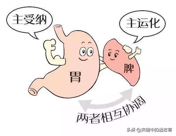 講兩個中成藥，給怎麼吃都吃不胖的瘦子增增肥