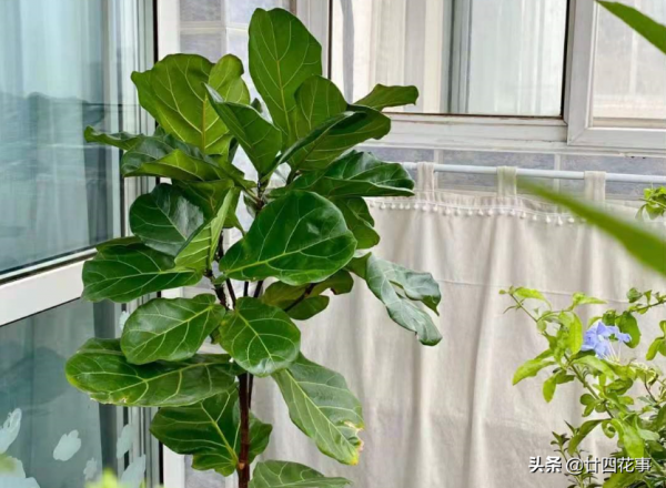 進入12月,8種花容易爛根黃葉,要控水斷肥,不注意過不了冬 進入12月,8種花容易爛根黃葉,要控水斷肥,不注意過不了冬