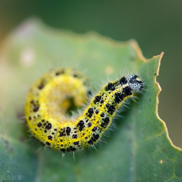用這幾種方法給青菜治蟲，不用打農藥，省錢又安全