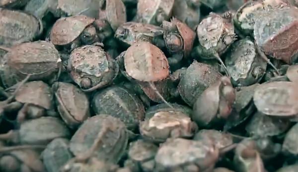 姚志剛:不到兩萬元入行,養龜鱉絕地翻身,年賣甲魚達千萬元 姚志剛:不到兩萬元入行,養龜鱉絕地翻身,年賣甲魚達千萬元