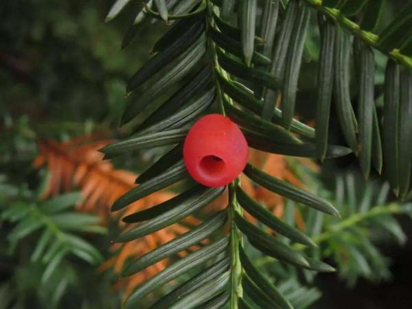 100種有毒的花和果，生活中很常見，出門要小心，避免受傷害