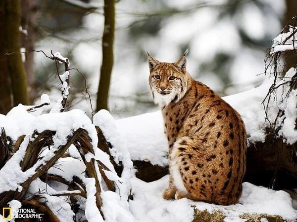 冰雪世界的美麗動物大盤點
