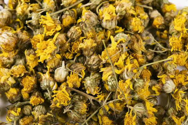 每日中藥——野菊花 每日中藥——野菊花