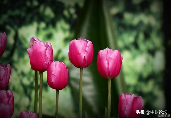 苦命女人雙子嫂