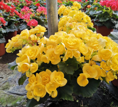 5種漂亮花，年年買，年年養不活？教你養護訣竅，來年照樣開花