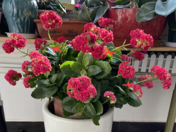 花開完之後別急著扔，趕緊剪一遍，還能繼續開花