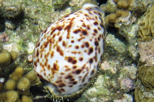 魚缸裡有世界上最毒的蝸牛怎麼辦？英國男子一做法，讓他躲過一劫