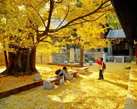 北京一“低調”古剎,寺內有遼代千年銀杏,門票20公交直達 北京一“低調”古剎,寺內有遼代千年銀杏,門票20公交直達