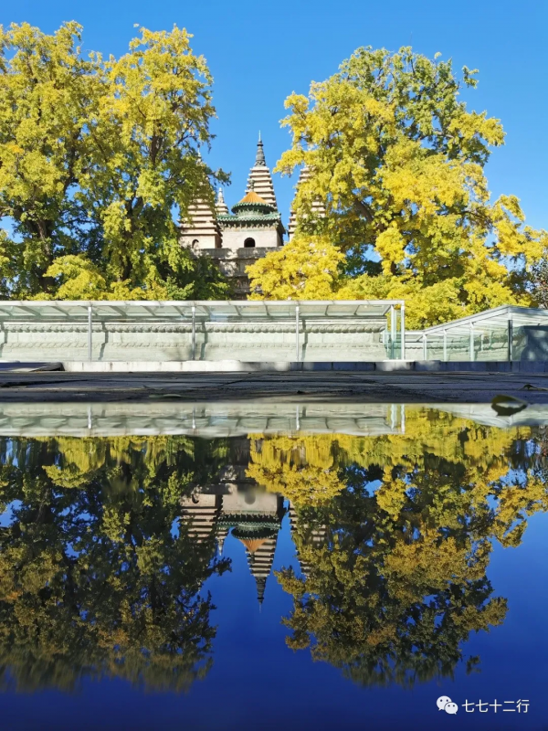 北京金秋賞銀杏 | 五塔寺 北京金秋賞銀杏 | 五塔寺