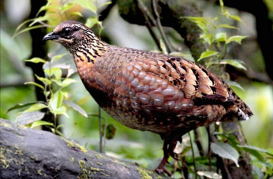 東江攬勝:收集常見鳥類圖譜之陸禽篇,攝鳥人自留地,建議收藏 東江攬勝:收集常見鳥類圖譜之陸禽篇,攝鳥人自留地,建議收藏