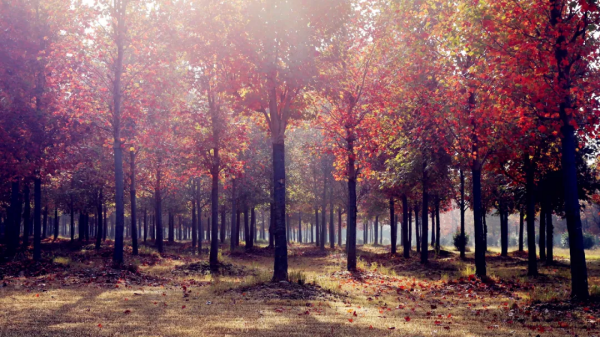 色彩斑斕!金安的這片花葉世界,又到一年中最美的時刻 色彩斑斕!金安的這片花葉世界,又到一年中最美的時刻