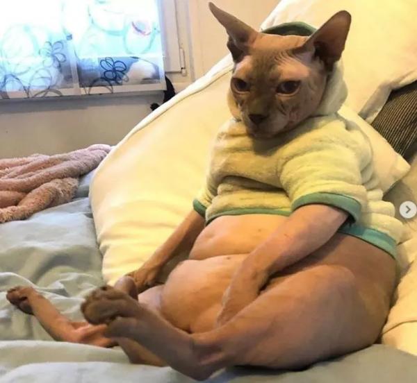 別的貓胖起來算可愛,無毛貓胖起來的畫風...噗哈哈哈哈 別的貓胖起來算可愛,無毛貓胖起來的畫風...噗哈哈哈哈