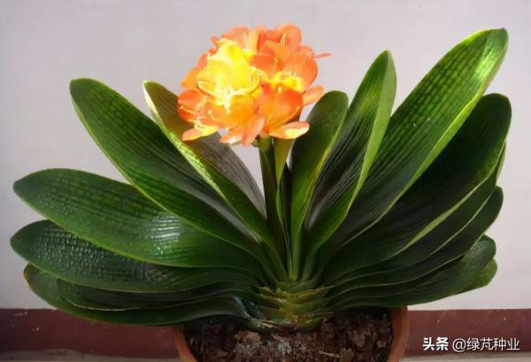 君子蘭用什麼肥料君子蘭養殖方法