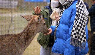 多圖預警｜鹿島公園&amp;趣玩萌寵節今日盛大開放