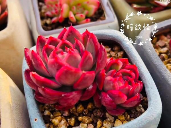 多肉好養嗎? 多肉好養嗎?